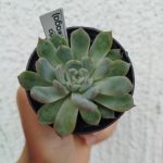 Echeveria 'Matta'(Hwaga)