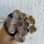 Echeveria Beyonce rainbow variegated