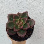 Echeveria Amaterasu