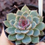 Echeveria 'Blue Enchantress'