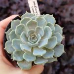 Echeveria Kiss me