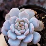 Echeveria Star Orange