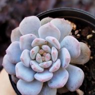 Echeveria Star Orange