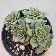 Sedeveria 'Rolly' variegated - Slika 2
