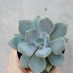 Graptoveria Guarmandise