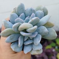 Echeveria Exotic