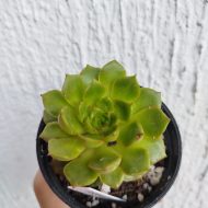 Echeveria Himoshi (hwaga)