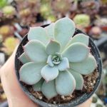 Echeveria Horizon