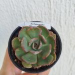 Echeveria Black Tan