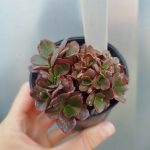 Echeveria Papi's Rose crestata