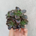 Echeveria Melaco