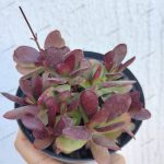 Crassula nudicaulis var. platyphylla