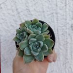Echeveria Elle