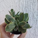 Crassula swaziensis f. variegata/ Money Maker