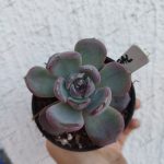 Echeveria Dark Opal