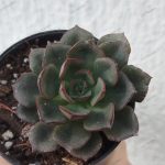 Echeveria Moranii