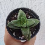 Crassula Springtime
