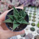 Haworthia