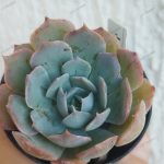 Echeveria Caribbean