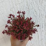 Crassula exilis subsp. Schmidtii -faery tongue
